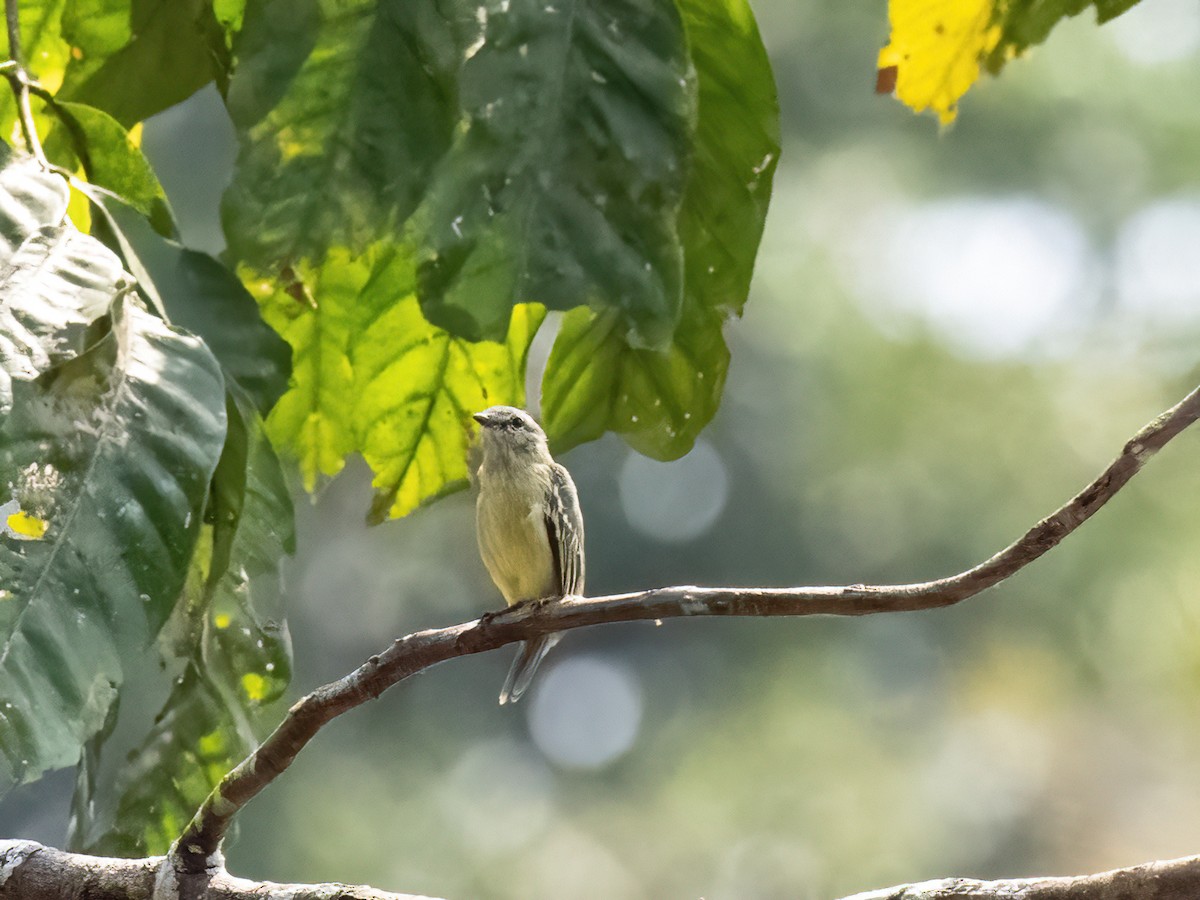 Yellow-crowned Tyrannulet - ML485427601