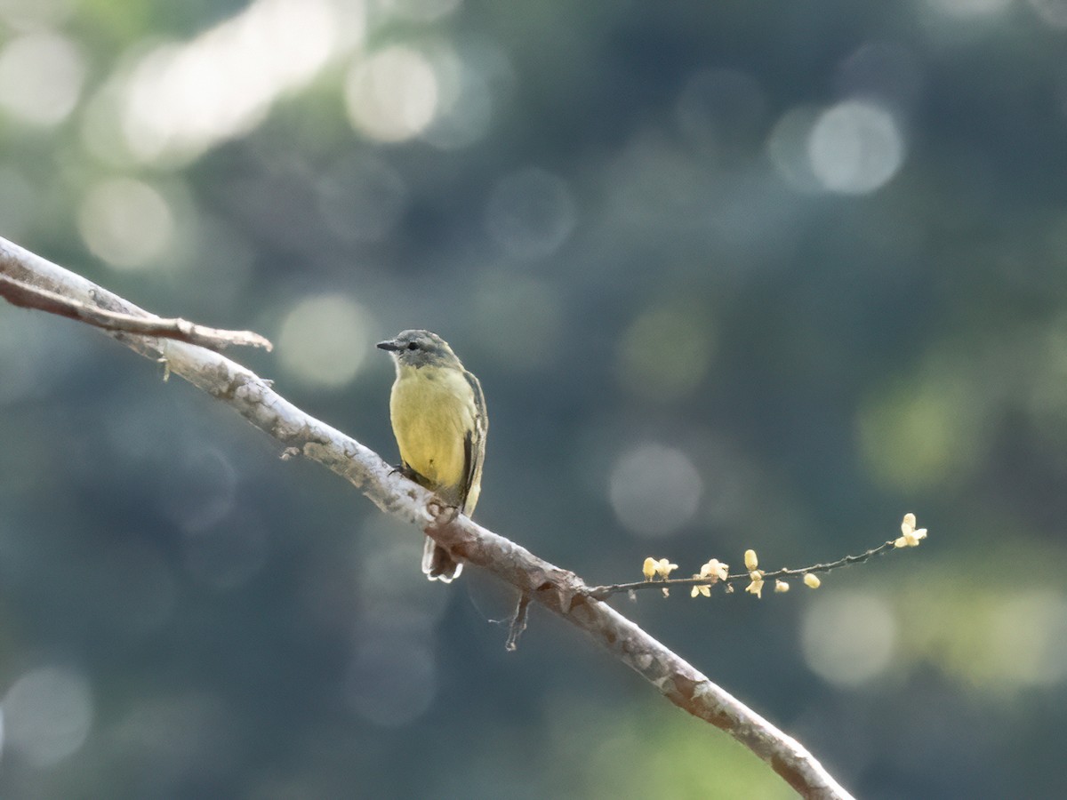 Yellow-crowned Tyrannulet - ML485427611