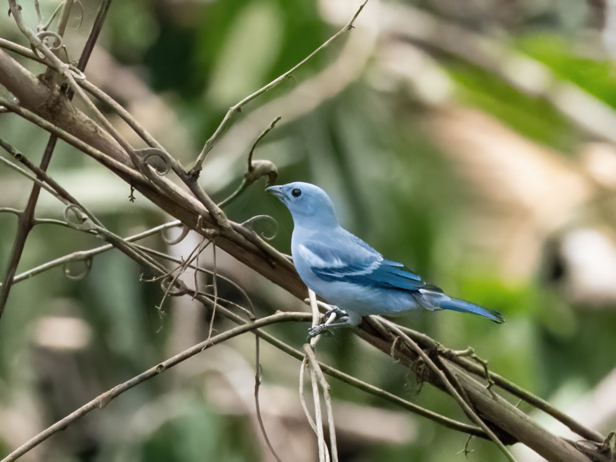 Blue-gray Tanager - Sara Stokes