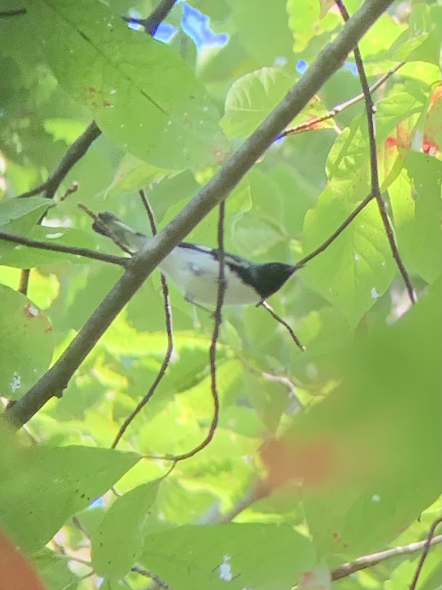 Black-throated Blue Warbler - ML485428951