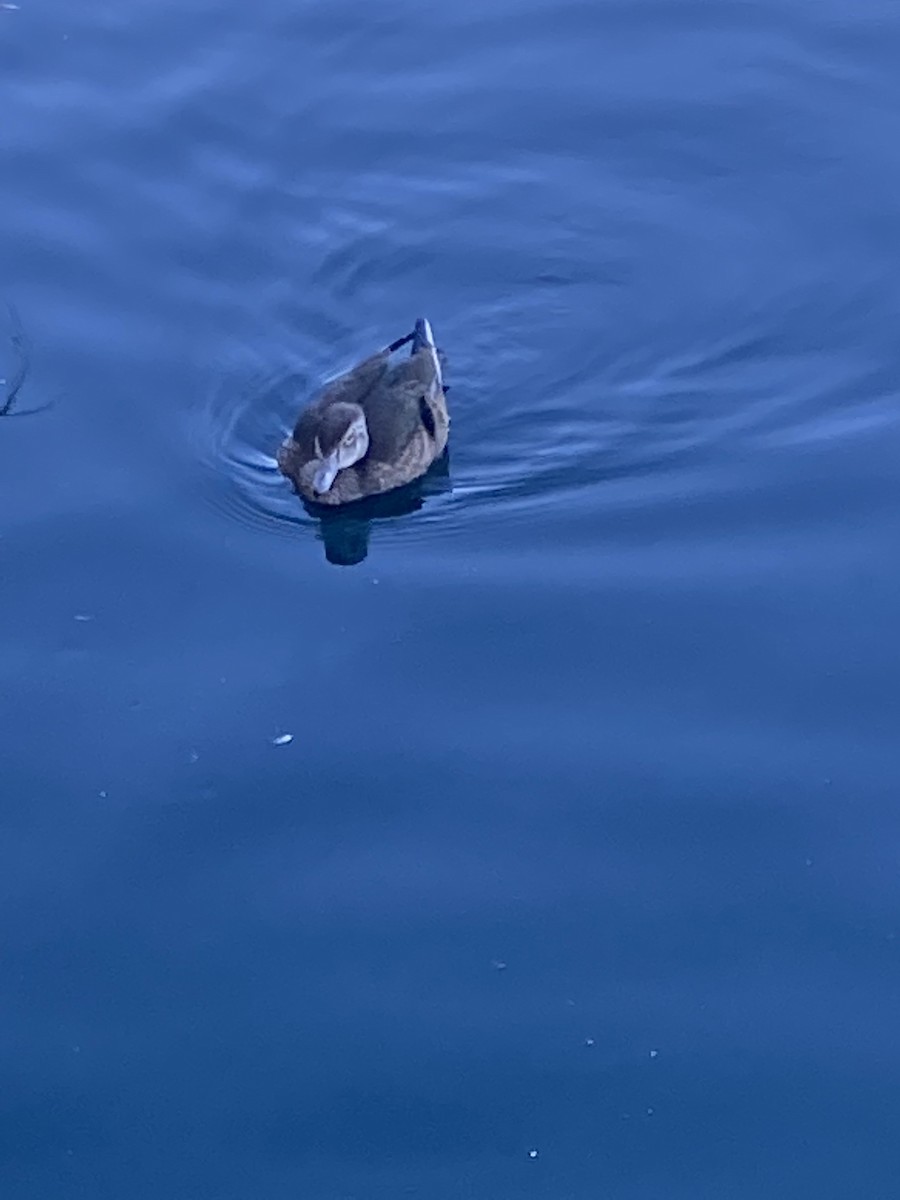 Wood Duck - ML485432041