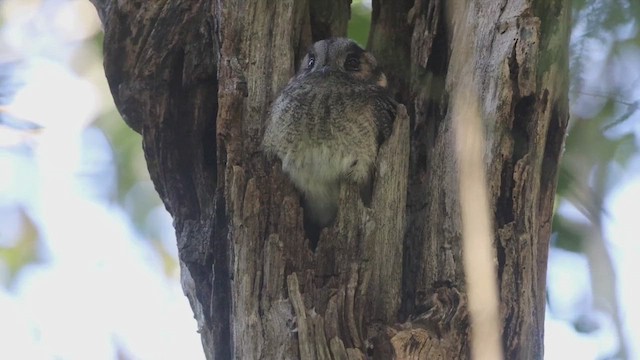 オーストラリアズクヨタカ - ML485432681