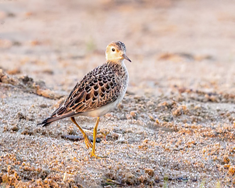 Buff-breasted Sandpiper - ML485433621