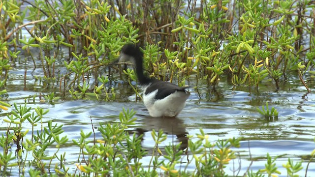 Black-necked Stilt (Hawaiian) - ML485434