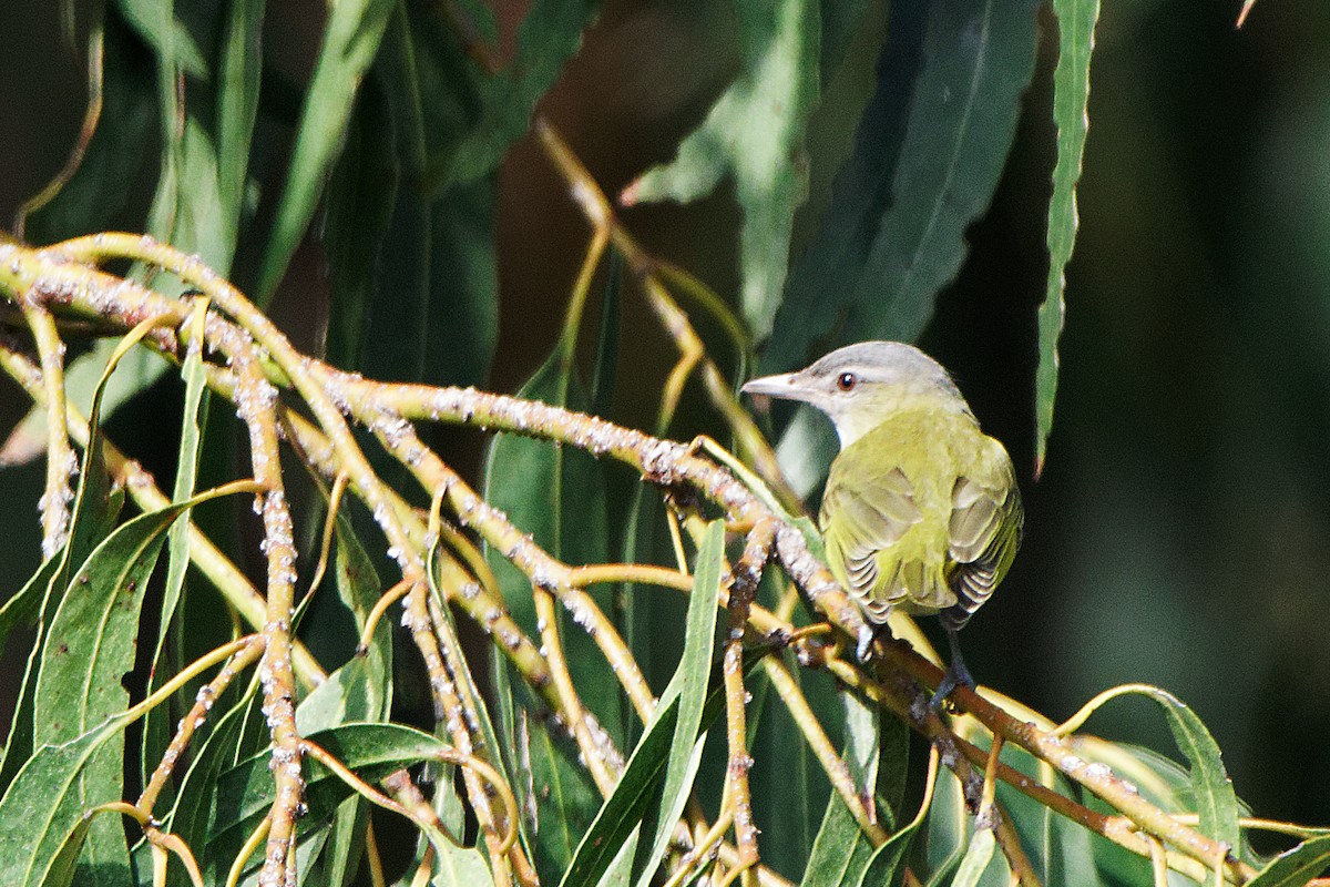 Yellow-green Vireo - ML485434081