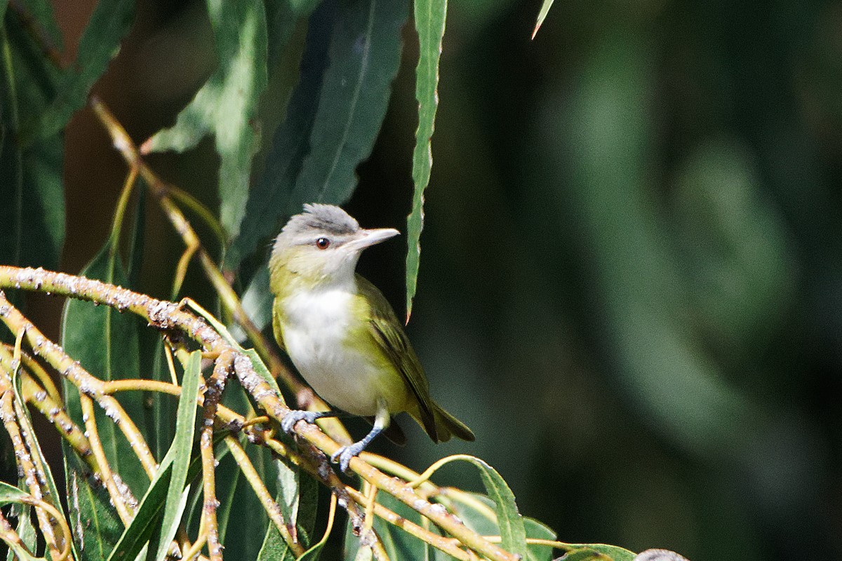 Yellow-green Vireo - ML485434091