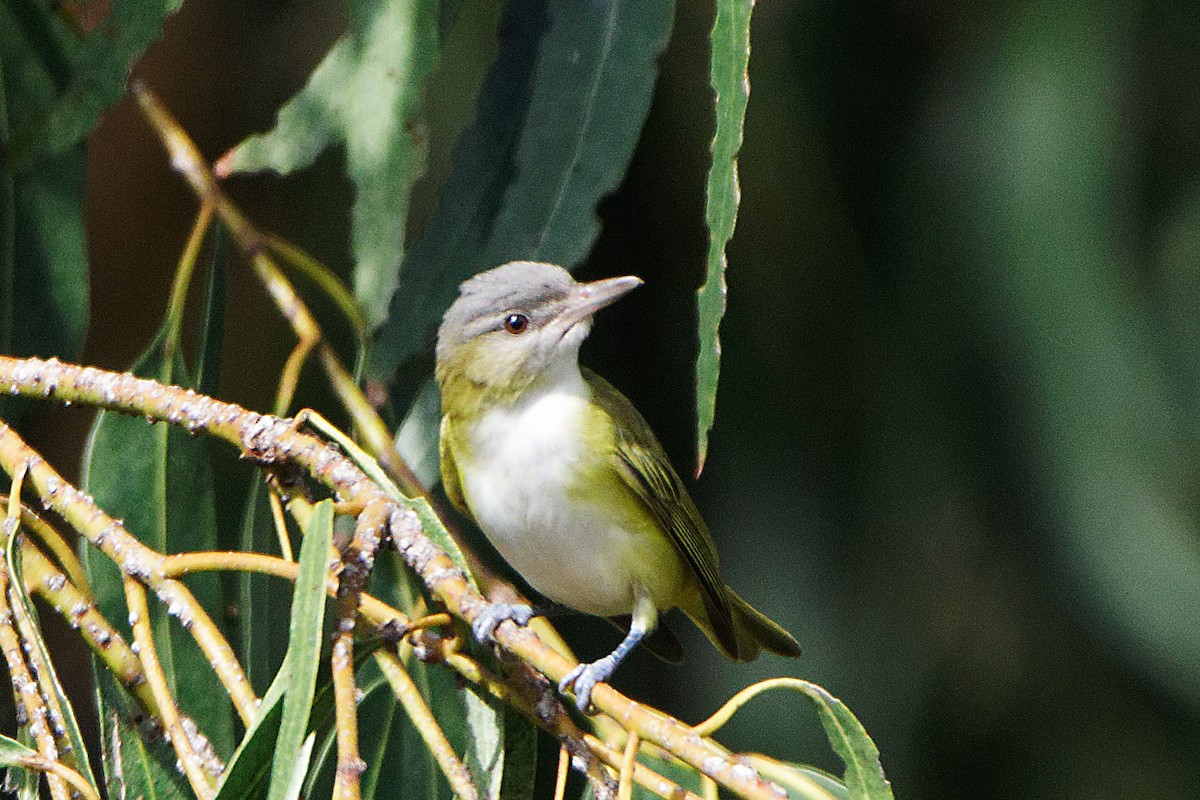 Yellow-green Vireo - ML485434101