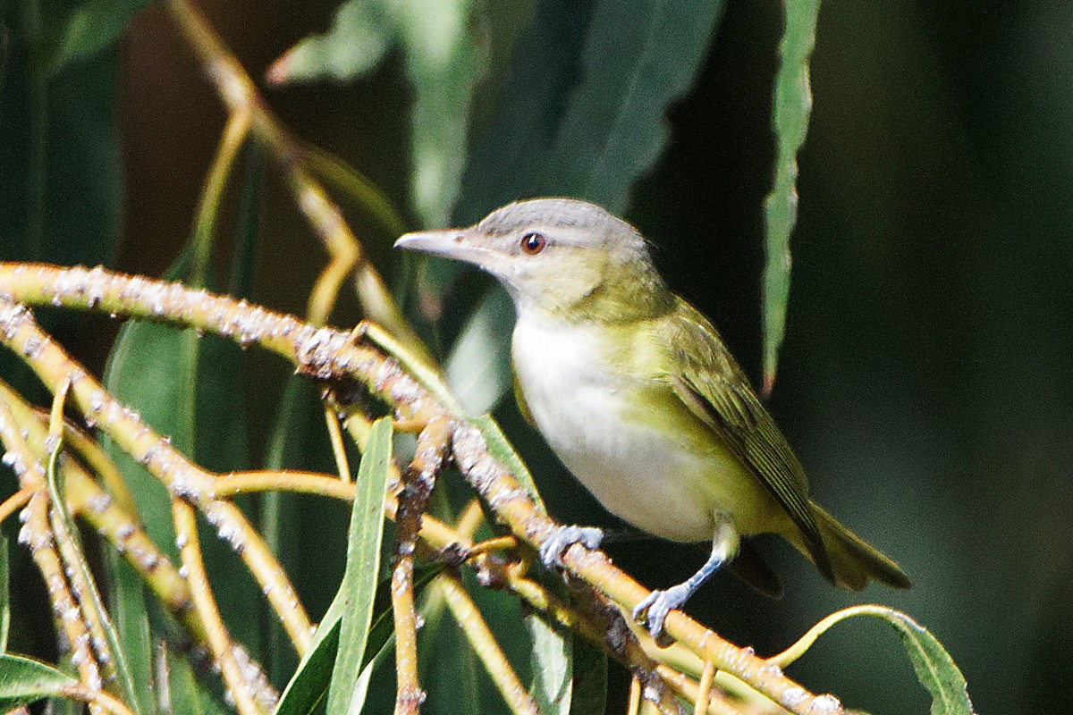 Yellow-green Vireo - ML485434121