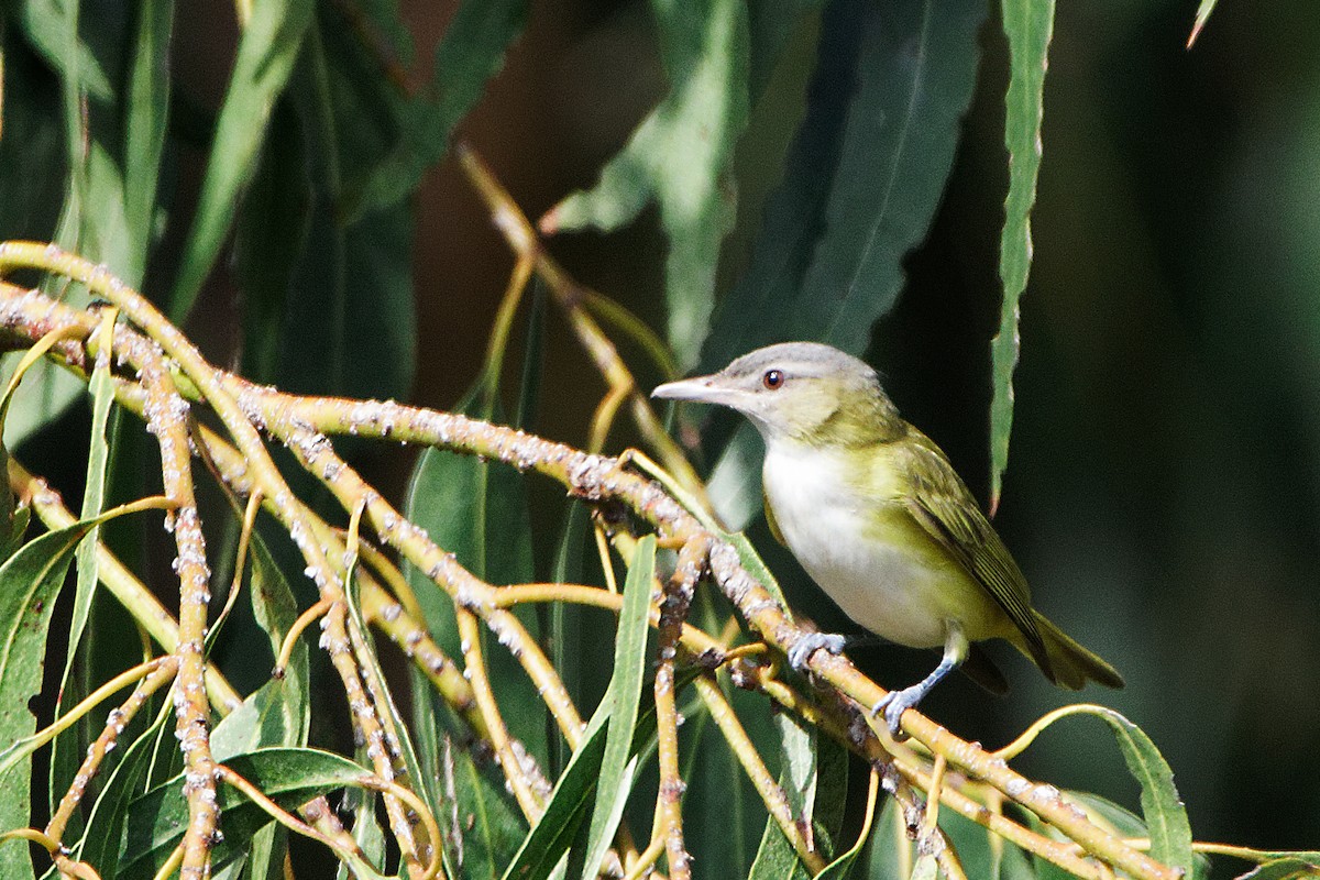 Yellow-green Vireo - ML485434161