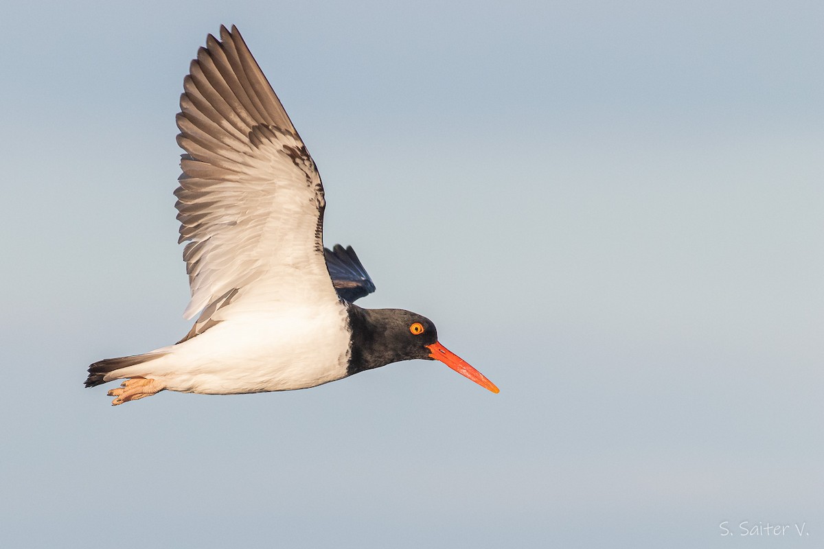American Oystercatcher - ML485434171