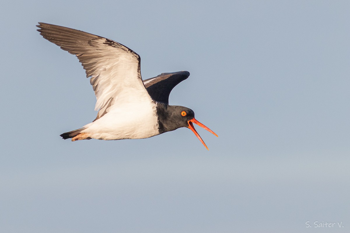 American Oystercatcher - ML485434181