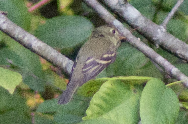 Acadian Flycatcher - ML485434301