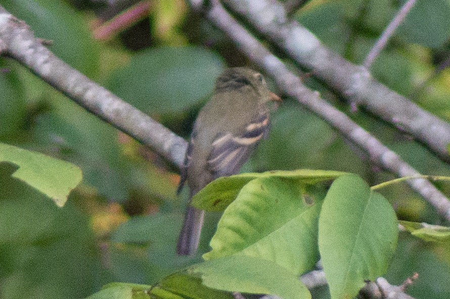 Acadian Flycatcher - ML485434311