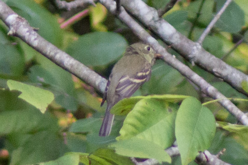 Acadian Flycatcher - ML485434321