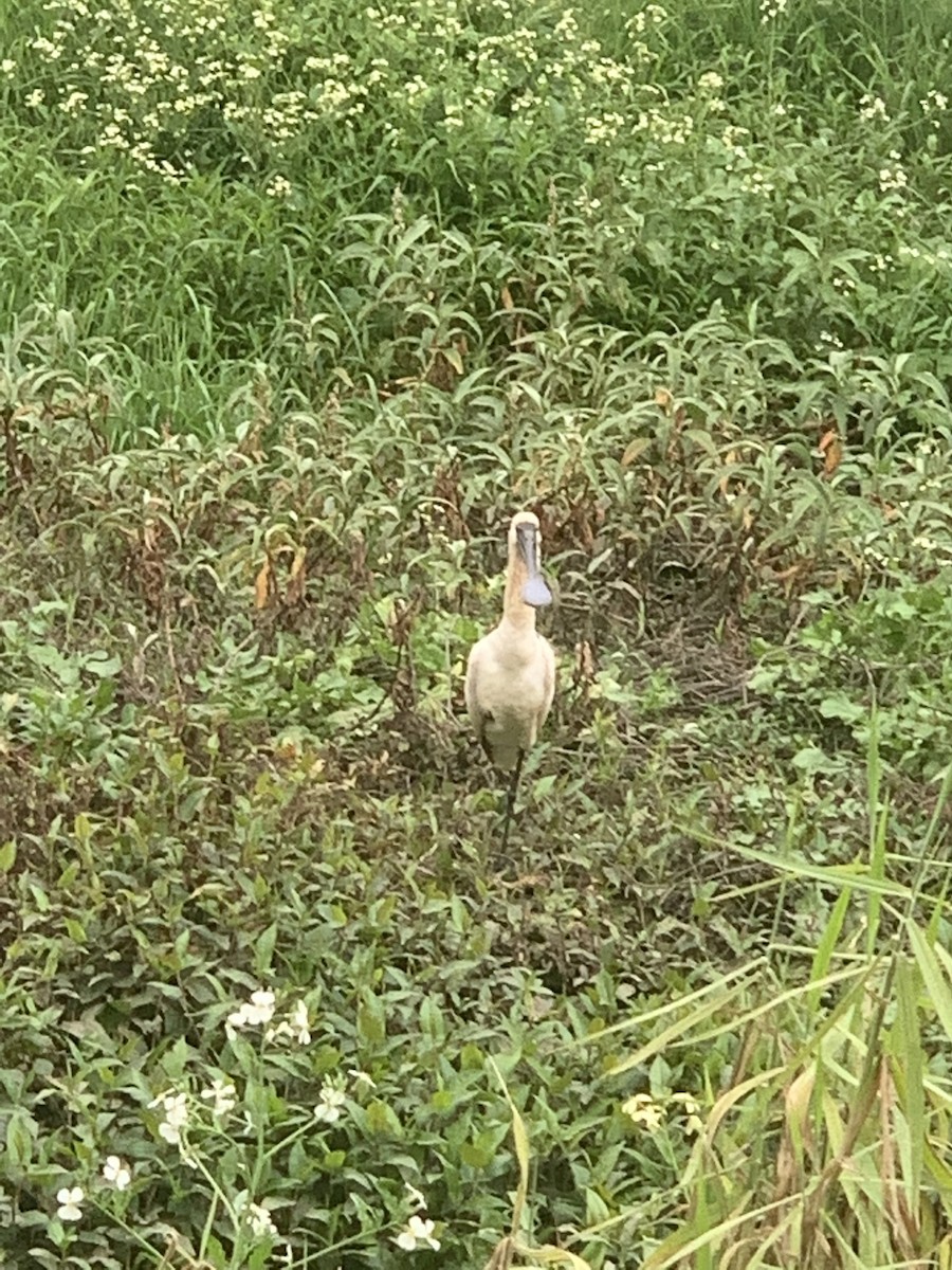 Royal Spoonbill - ML485434551