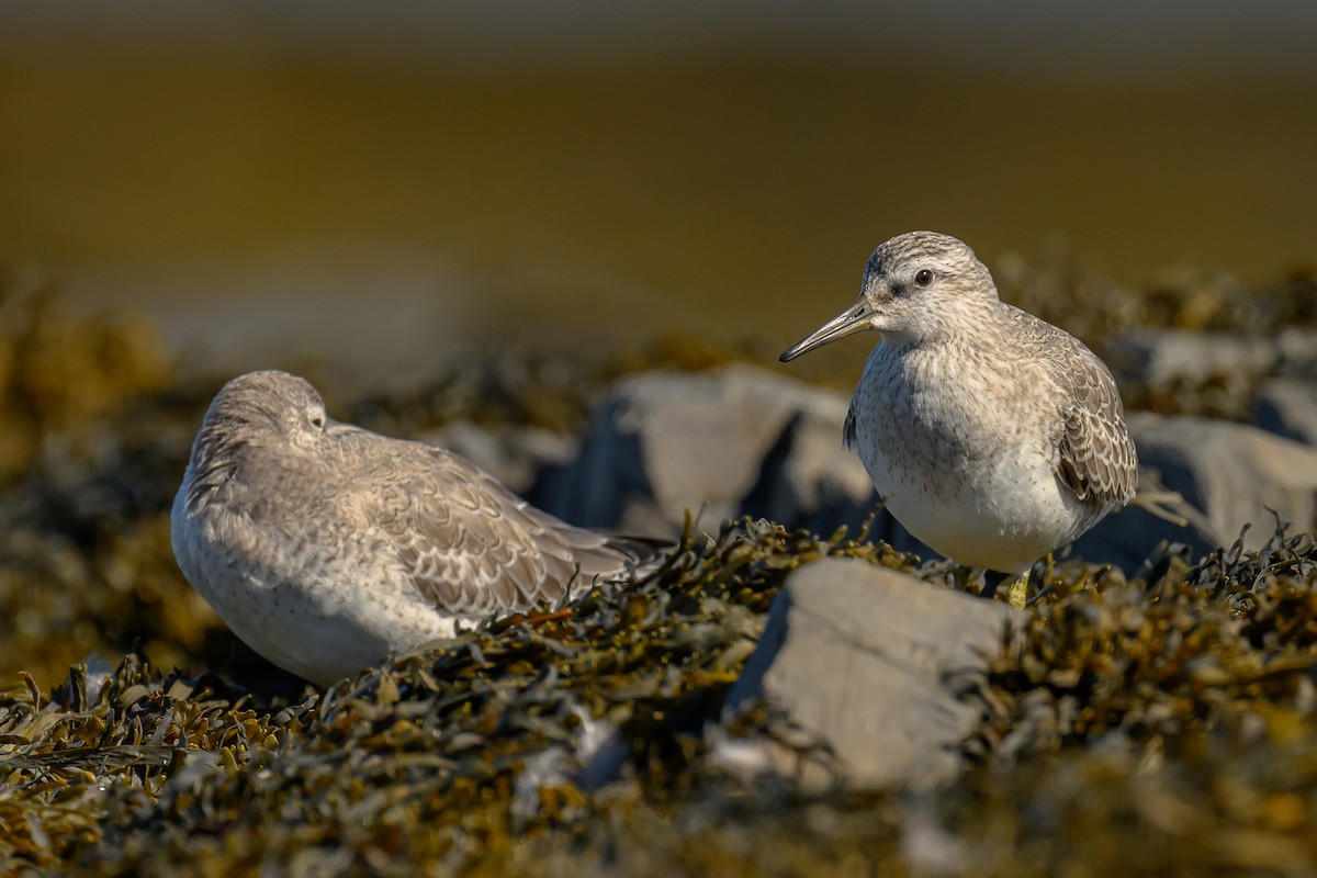 Red Knot - Simon Villeneuve