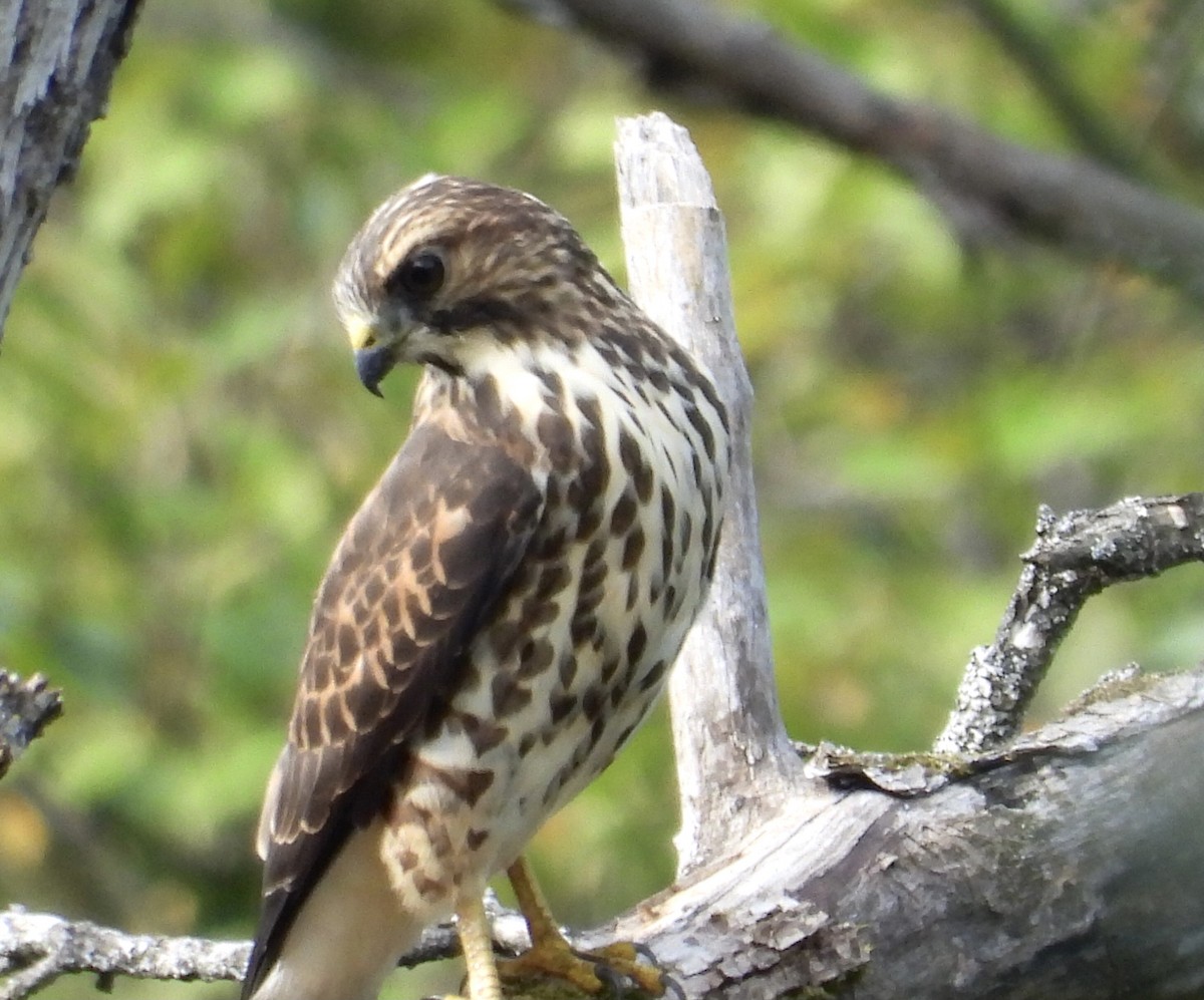 Broad-winged Hawk - ML485436601