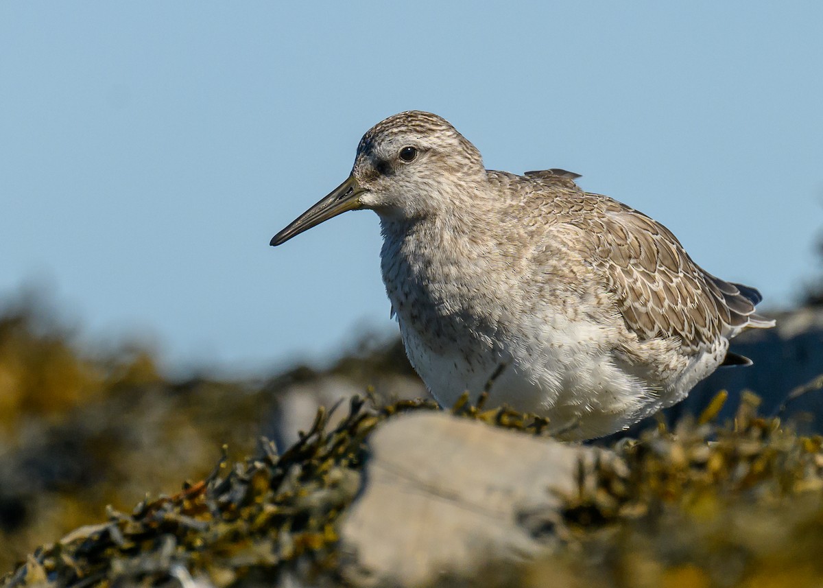 Red Knot - Simon Villeneuve