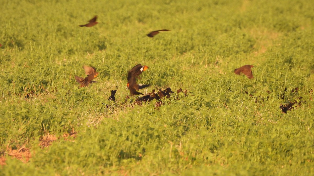 Yellow-headed Blackbird - ML485437031