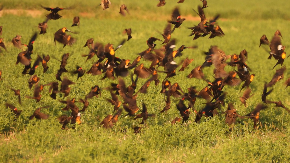 Yellow-headed Blackbird - ML485437041