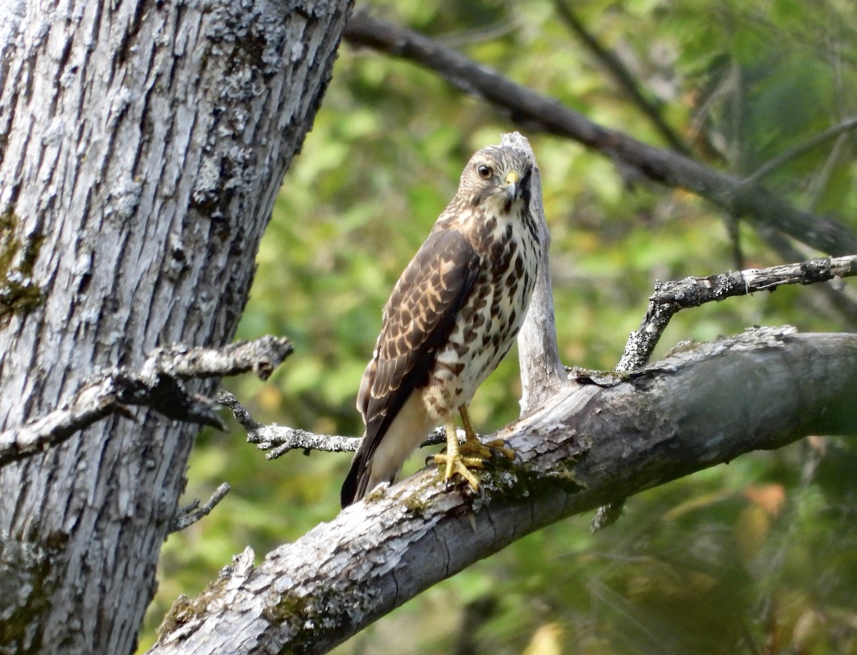 Broad-winged Hawk - ML485437231