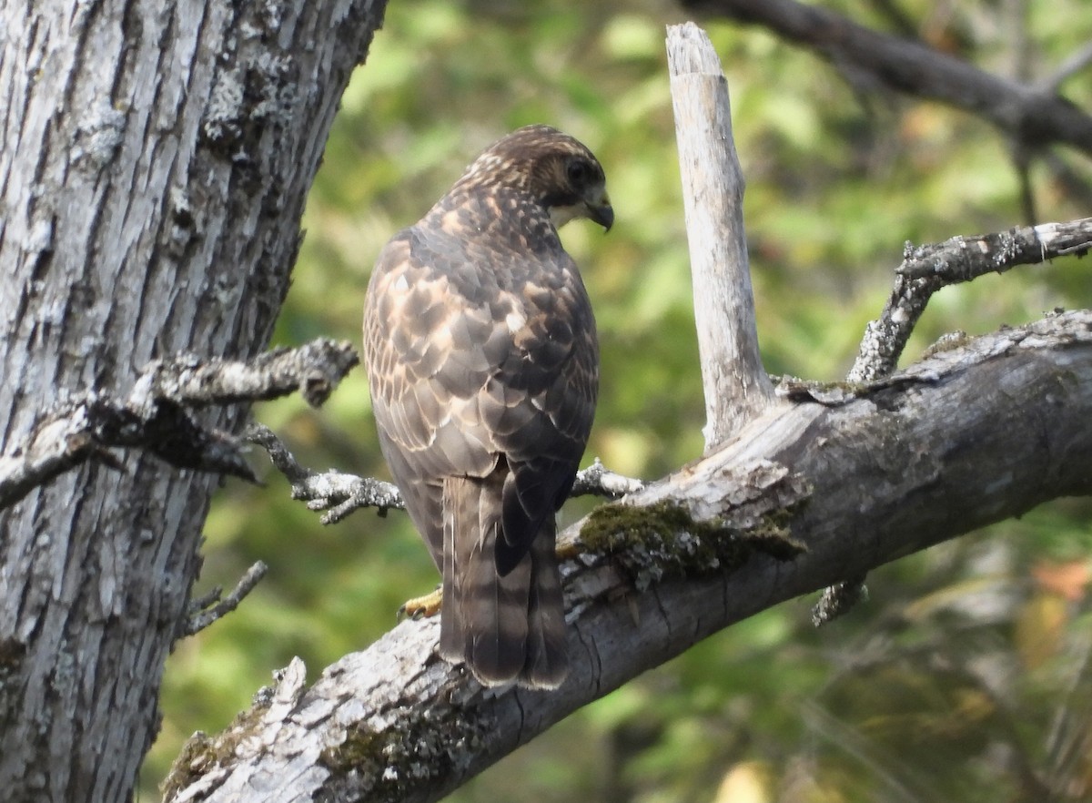 Broad-winged Hawk - ML485437241