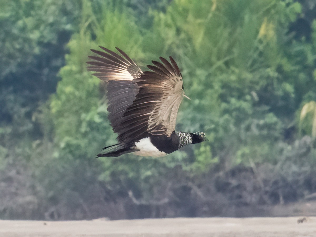 Horned Screamer - ML485437251