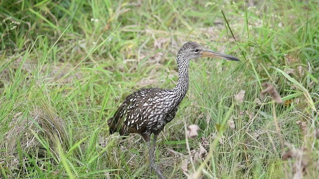 Limpkin - ML485437881