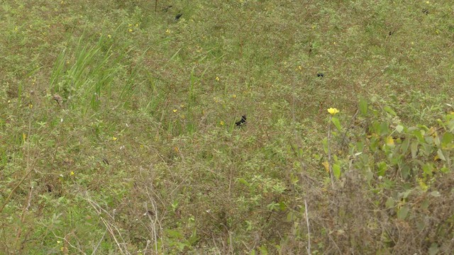 Scrub Blackbird - ML485438371