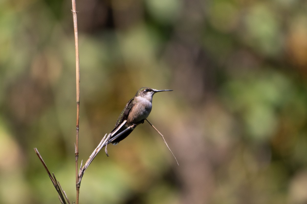 Ruby-throated Hummingbird - ML485439561