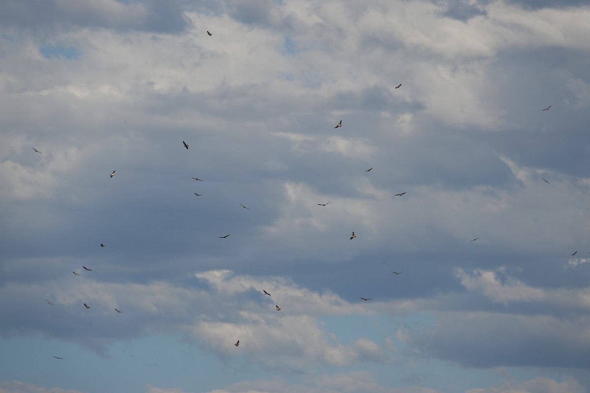 Swainson's Hawk - ML485439711