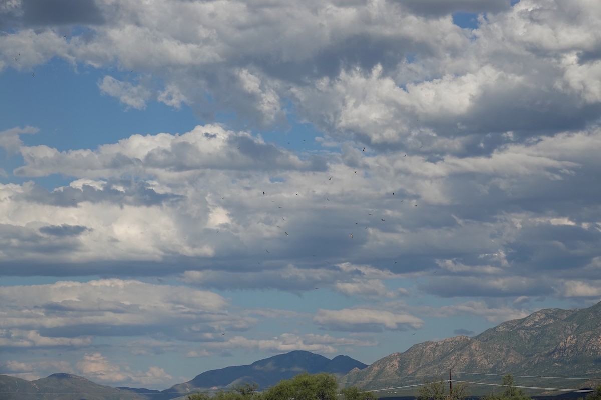 Swainson's Hawk - ML485439721