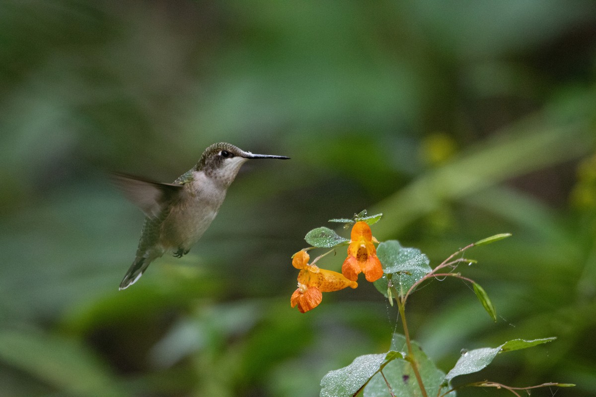 Ruby-throated Hummingbird - ML485439991
