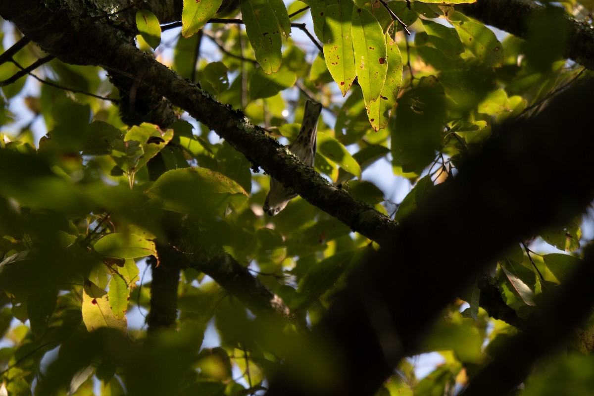 Black-and-white Warbler - ML485440121