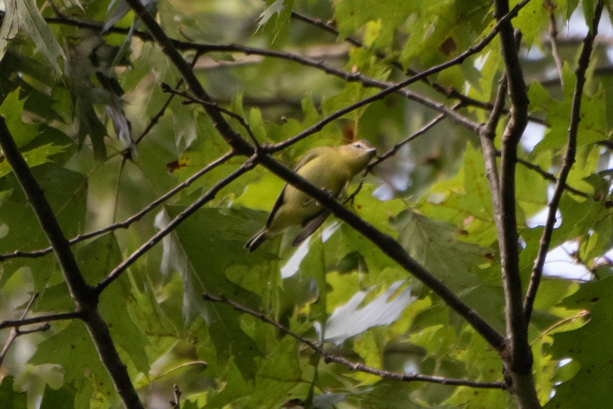 Philadelphia Vireo - ML485440291