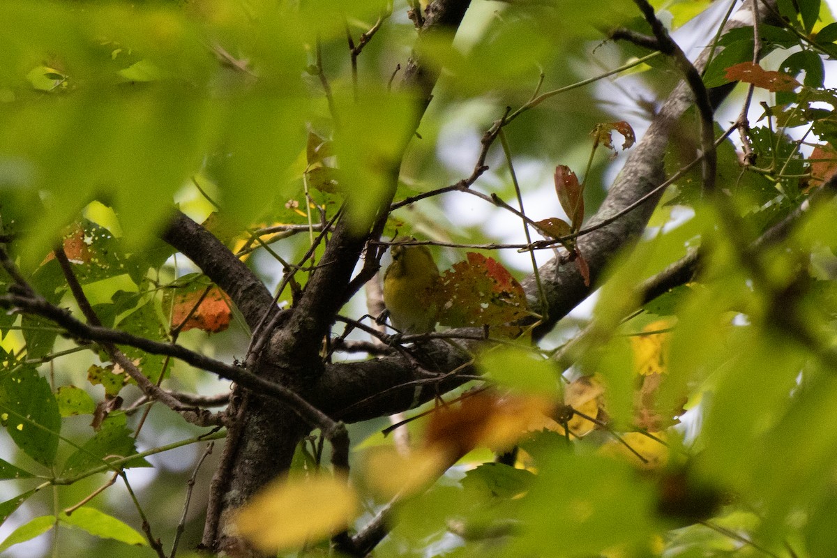 Philadelphia Vireo - ML485440321