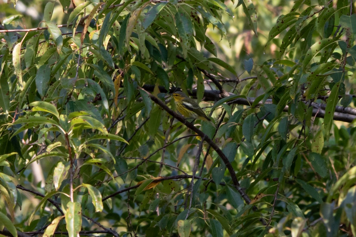 Cape May Warbler - ML485440441
