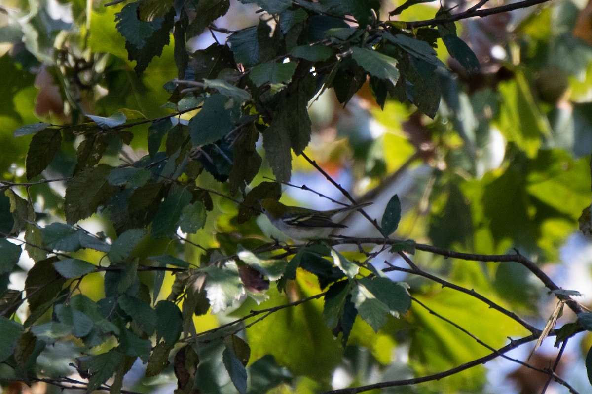 Chestnut-sided Warbler - ML485440631