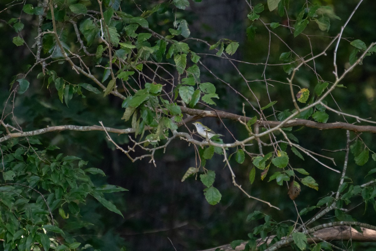 Chestnut-sided Warbler - ML485440701
