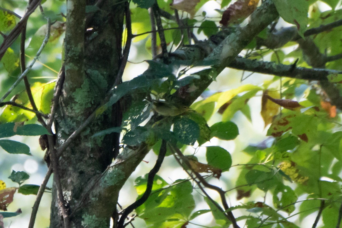 Tennessee Warbler - ML485440921