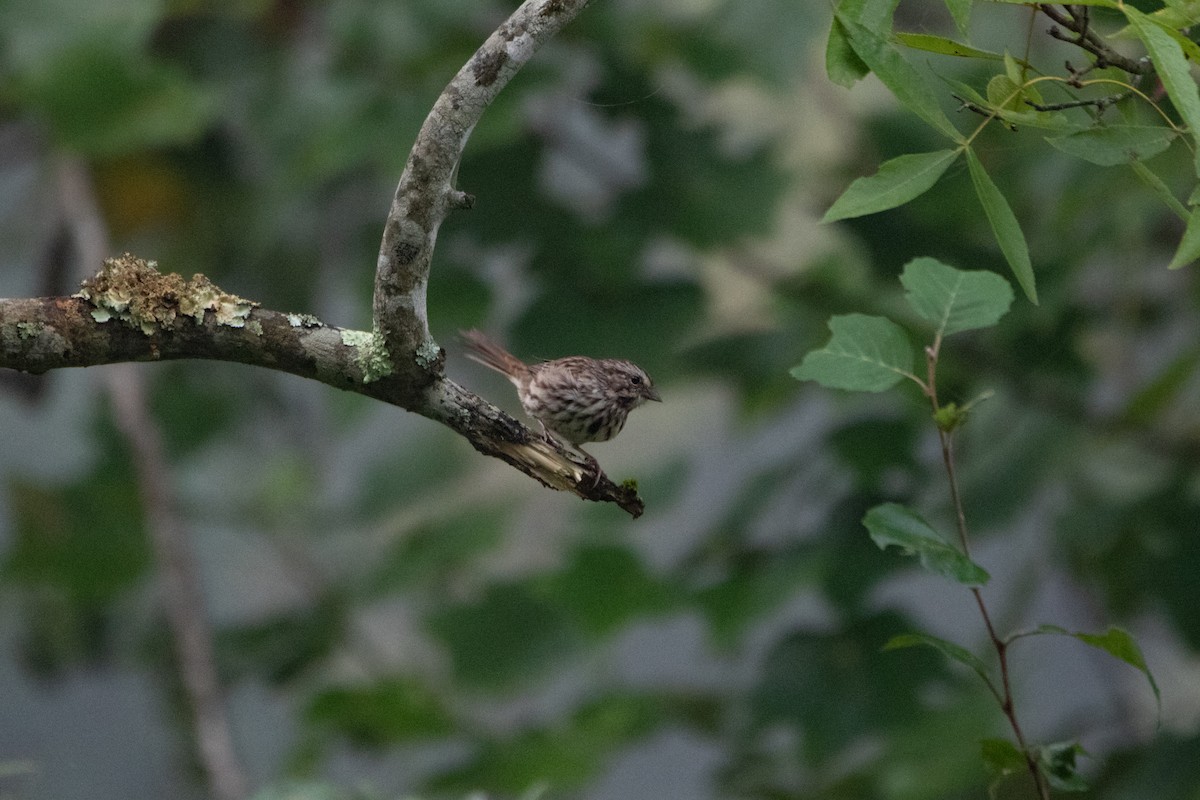 Song Sparrow (melodia/atlantica) - ML485440991