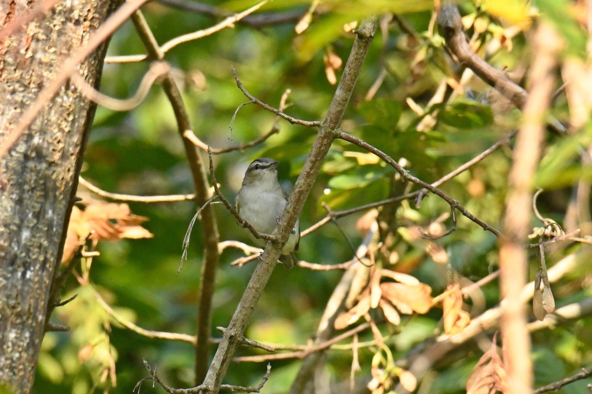 Kızıl Gözlü Vireo - ML485441921