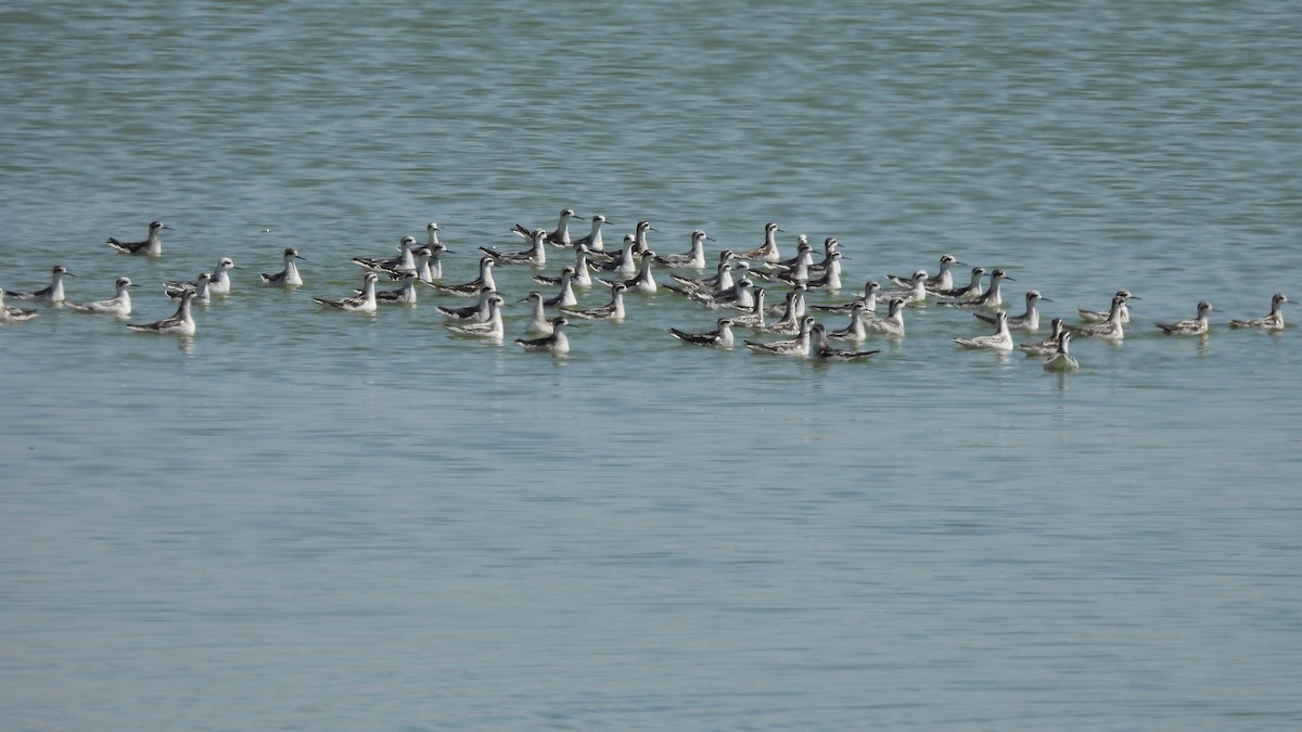 Red-necked Phalarope - Karen Evans