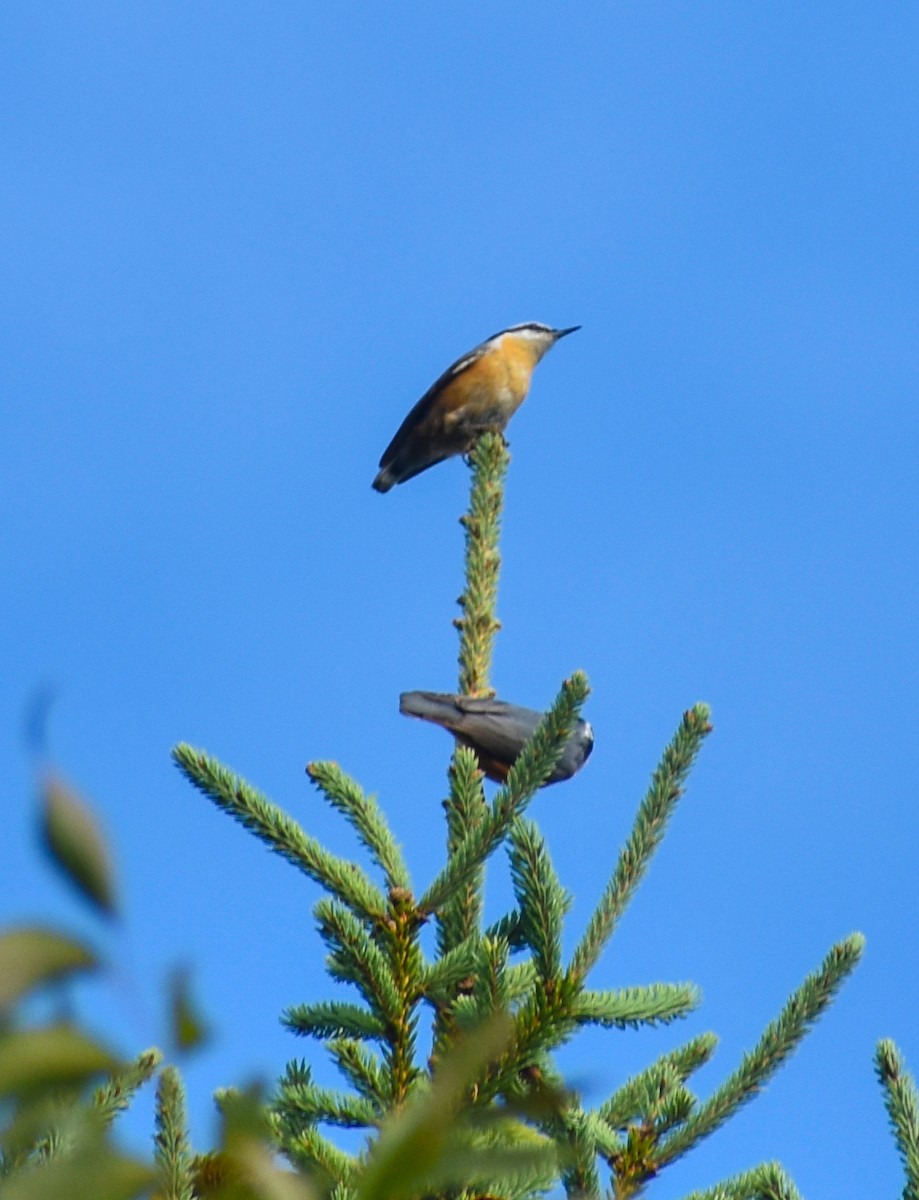 Red-breasted Nuthatch - ML485442251