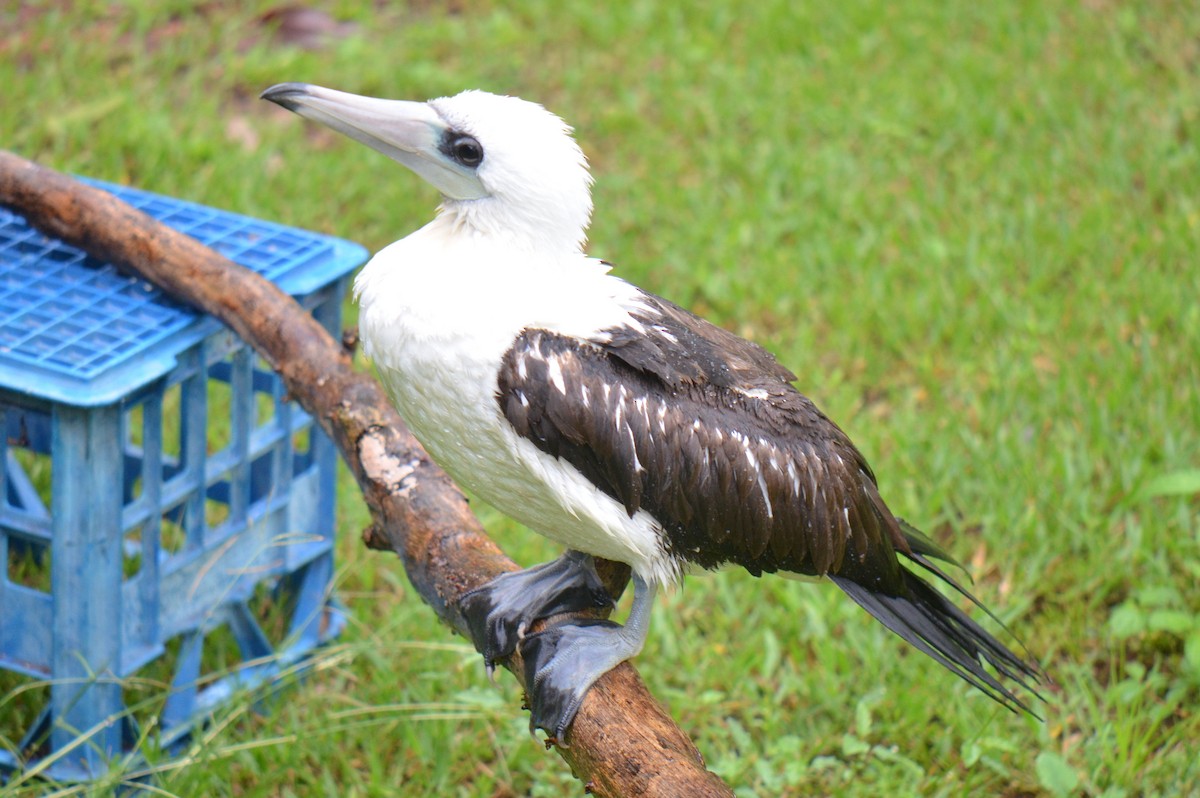 Abbott's Booby - ML48544351