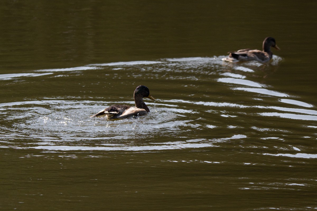 Mallard - ML485443631