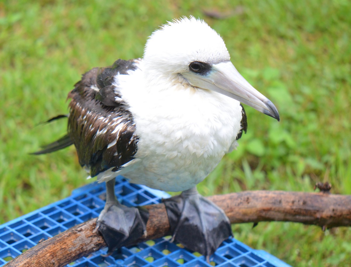 Abbott's Booby - ML48544371