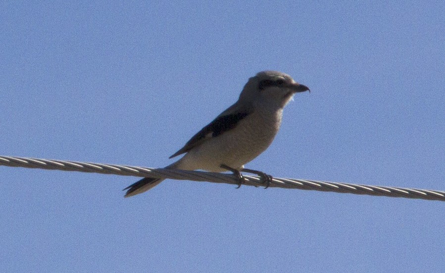 Northern Shrike - ML48544471