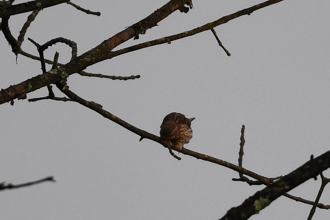 Purple Finch - ML485444711