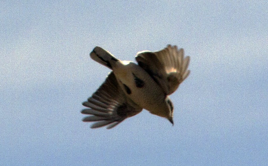 Northern Shrike - ML48544491